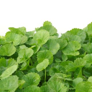 Principi Attivi Naturali